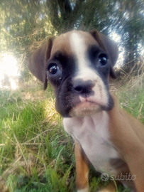 Cucciola di boxer