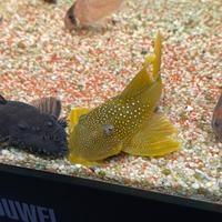 L200 Hemiancistrus Subviridis