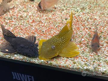 L200 Hemiancistrus Subviridis