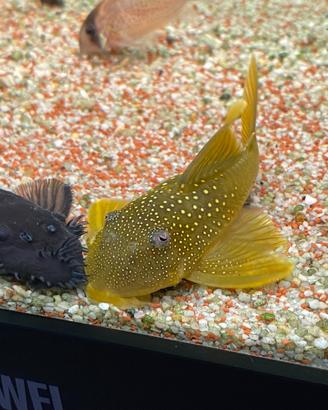 L200 Hemiancistrus Subviridis