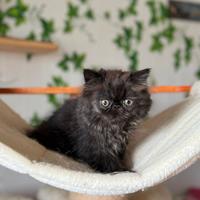 Gattini persiani con microchip e vaccinati