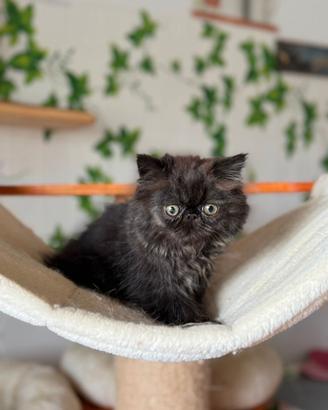 Gattini persiani con microchip e vaccinati