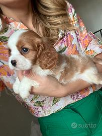 Cavalier King Charles Spaniel
