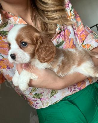 Cavalier King Charles Spaniel