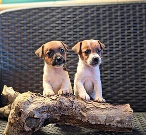 Jack russell cuccioli
