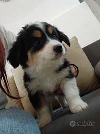 Border collie