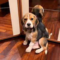 Beagle Maschio per Monta