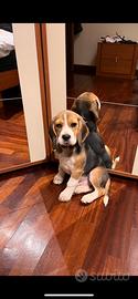 Beagle Maschio per Monta
