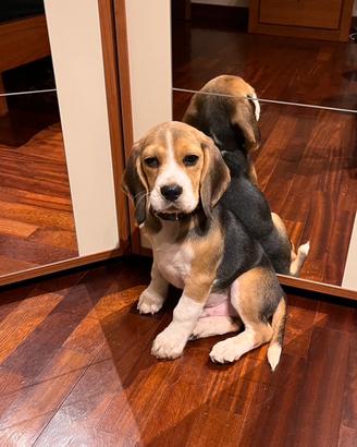 Beagle Maschio per Monta