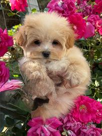 Maltipoo mini toy