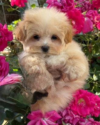 Maltipoo mini toy