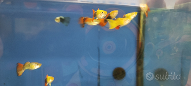 Guppy maschi