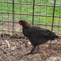 Marans legbar olive egger ovaiole