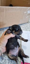 Pinscher/Chihuahua
