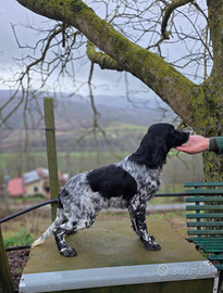 Setter inglese