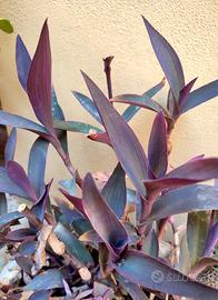 5 talee di tradescatia pallida