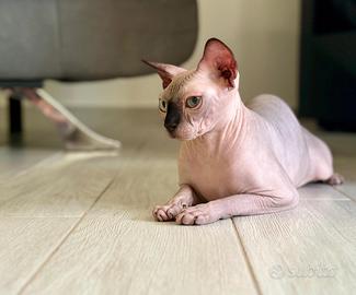 Gatto sphynx