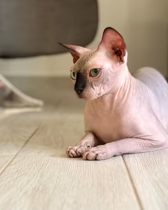 Gatto sphynx