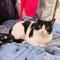 Benji dolcissimo gattino bianco e nero