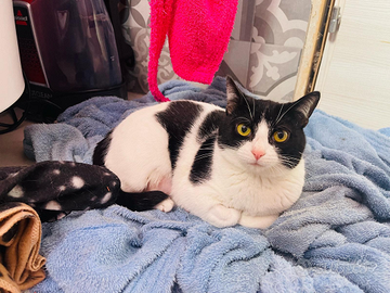 Benji dolcissimo gattino bianco e nero