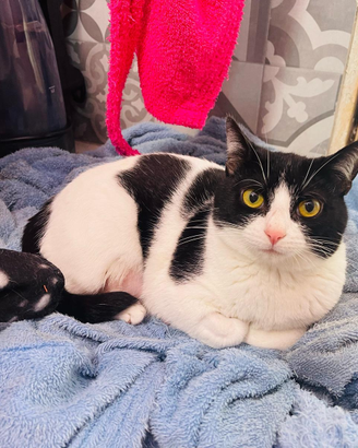 Benji dolcissimo gattino bianco e nero