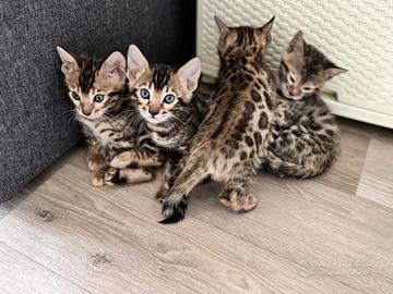 Cuccioli bengala
