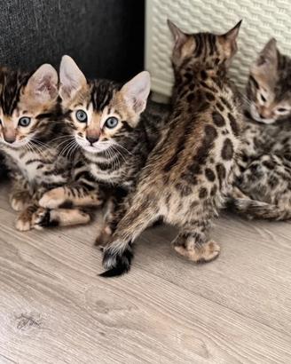 Cuccioli bengala