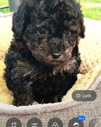 Barboncini Toy black and tan