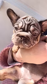 Bulldog francese