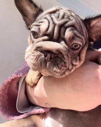 Bulldog francese