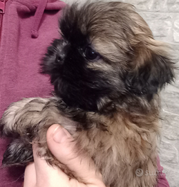 Cuccioli shitzu