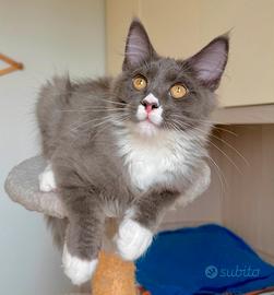Cuccioli Maine Coon con Pedigree