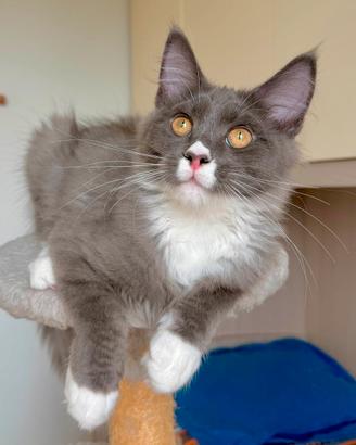 Cuccioli Maine Coon con Pedigree