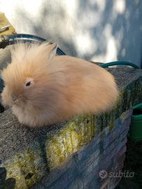 Cucciolo testa di leone