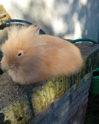Cucciolo testa di leone