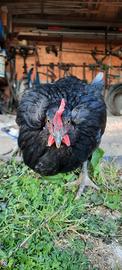 Gallina ornamentale nera