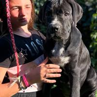 Cane corso femmina super