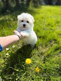 cuccioli maltese maschio e femmina 