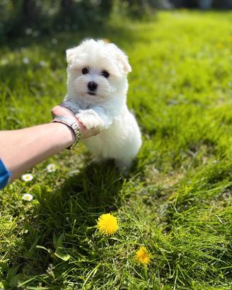 cuccioli maltese maschio e femmina 