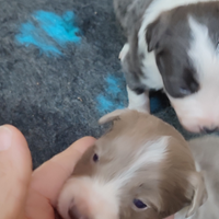 Cuccioli di Border Collie