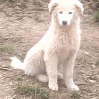 Cucciola pastore maremmano