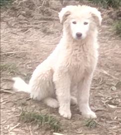 Cucciola pastore maremmano