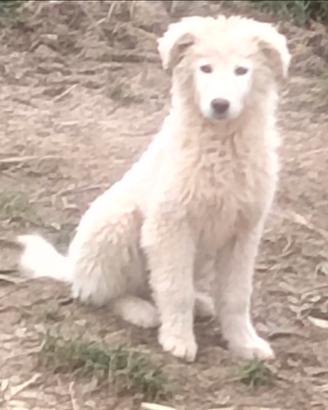 Cucciola pastore maremmano