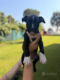 Amstaff con pedigree