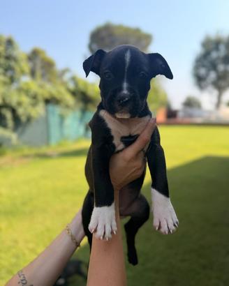 Amstaff con pedigree