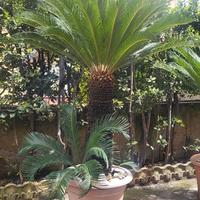 Cycas