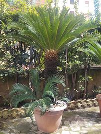Cycas