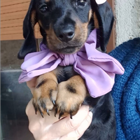 Cuccioli di bassotto nano