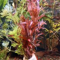 Potature piante acquario