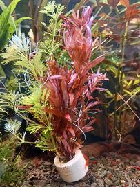 Potature piante acquario